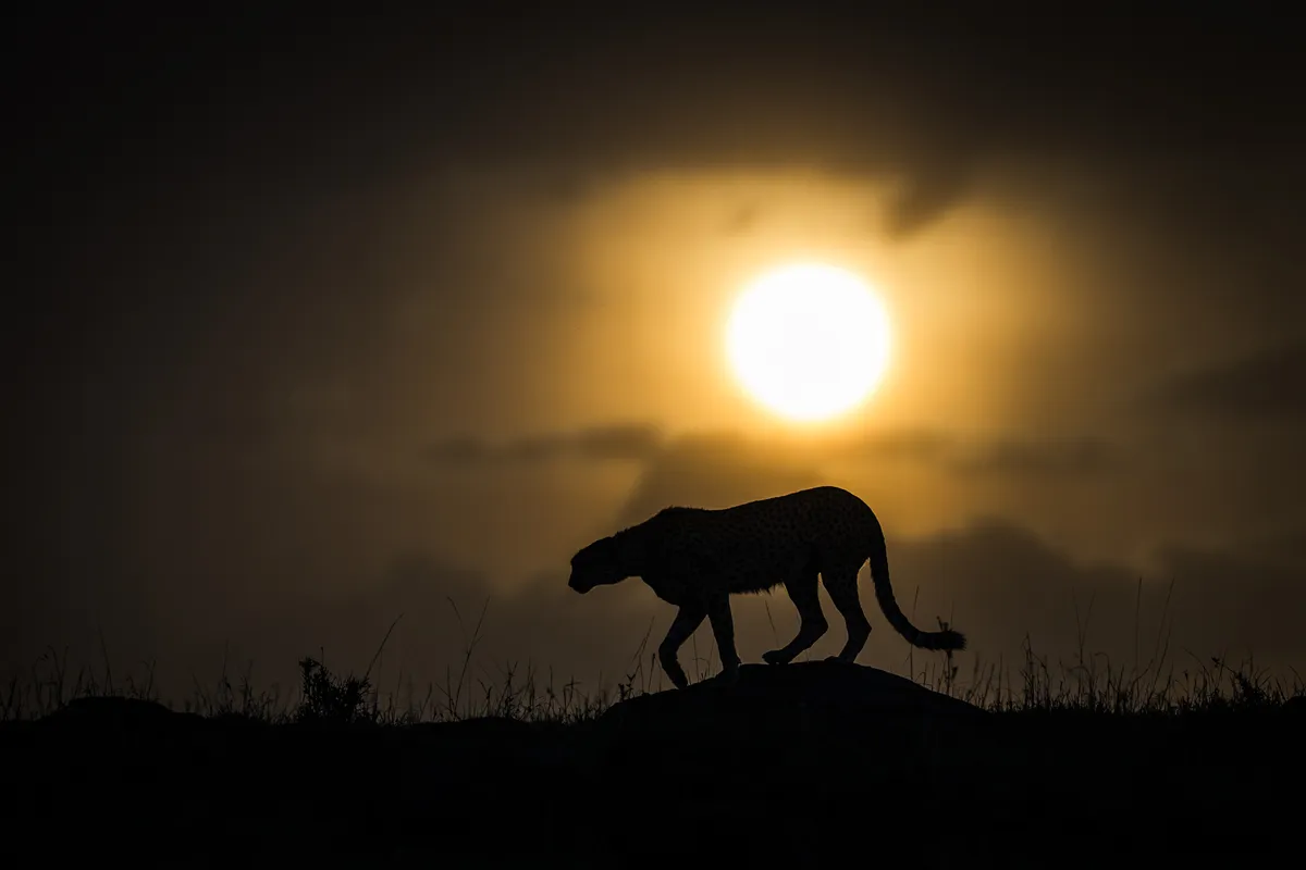 Cheetah at sunset at Mara North Conservancy, Kenya. © Tom Way/Remembering Cheetahs