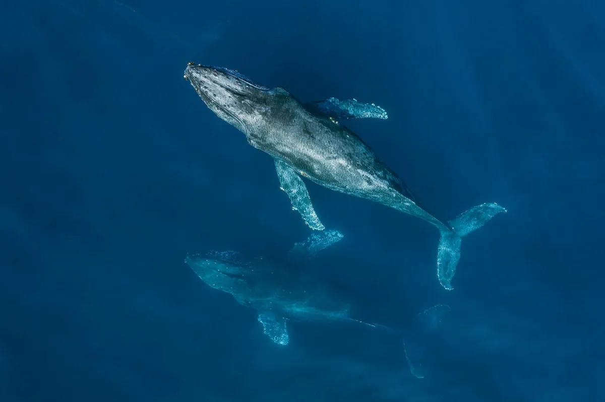 Two humpback whales. © Mark Carwardine/Drone Photo Awards 2020