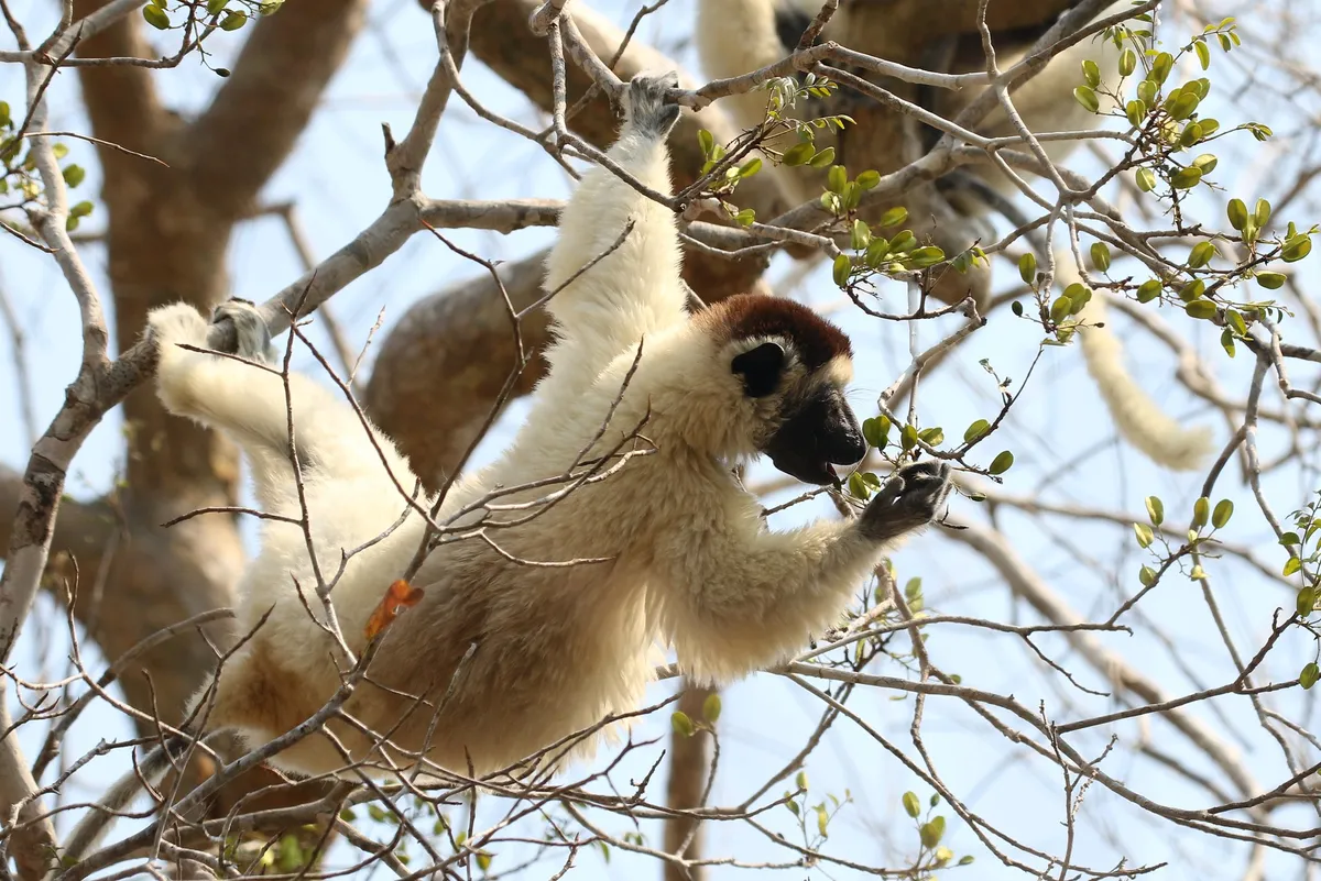 Verreaux’s sifakas like this one live in Madagascar’s southern desert, where climate change has caused severe droughts. © Cat Rayner