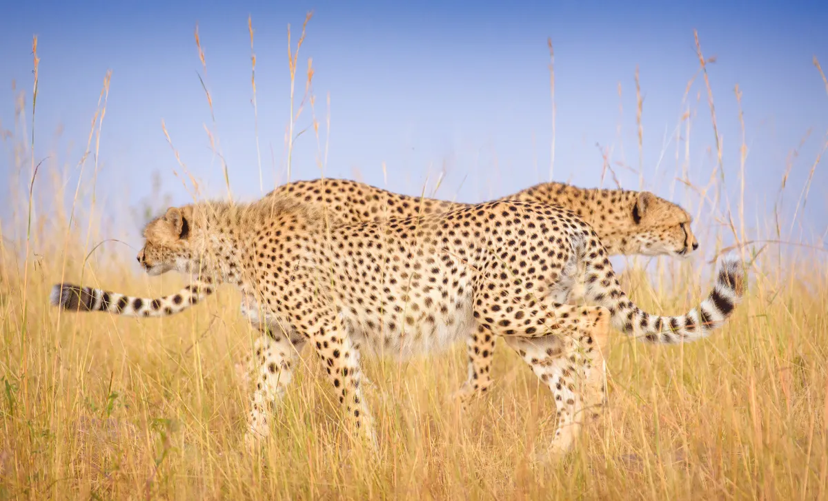 Cheetahs in Maasai Mara, Kenya. © Vicki Jauron/Remembering Cheetahs