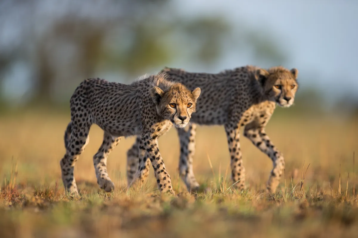 Two sub-adult cheetahs learning to stalk in Liuwa Plain National Park, Zambia. © Will Burrard-Lucas/Remembering Cheetahs