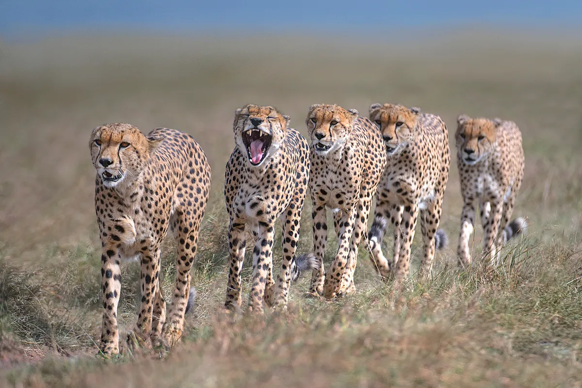 An unusual coalition of five male cheetahs in Kenya's Maasai Mara. © Xavier Ortega/Remembering Cheetahs