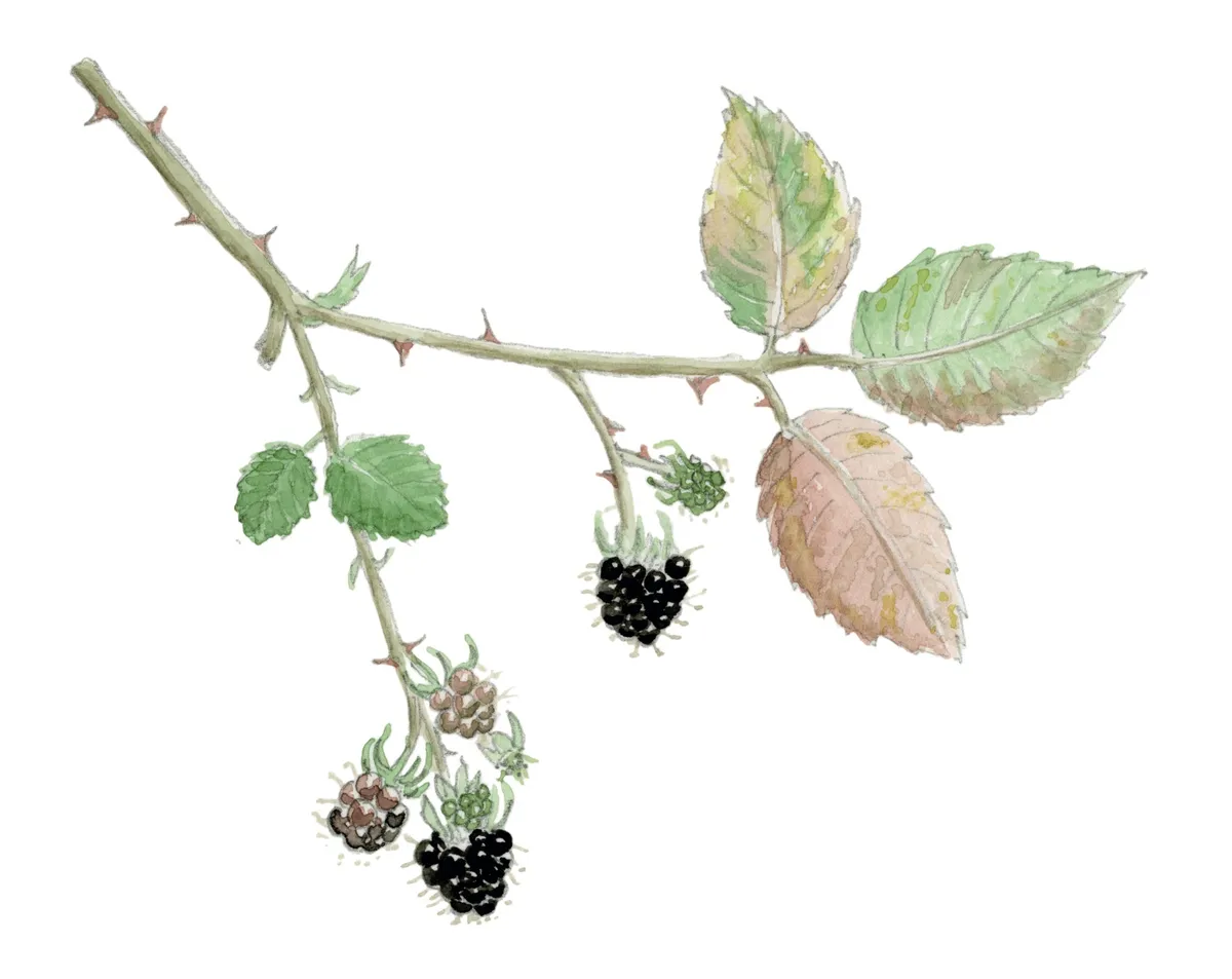 Blackberries illustration. © Emma Mitchell