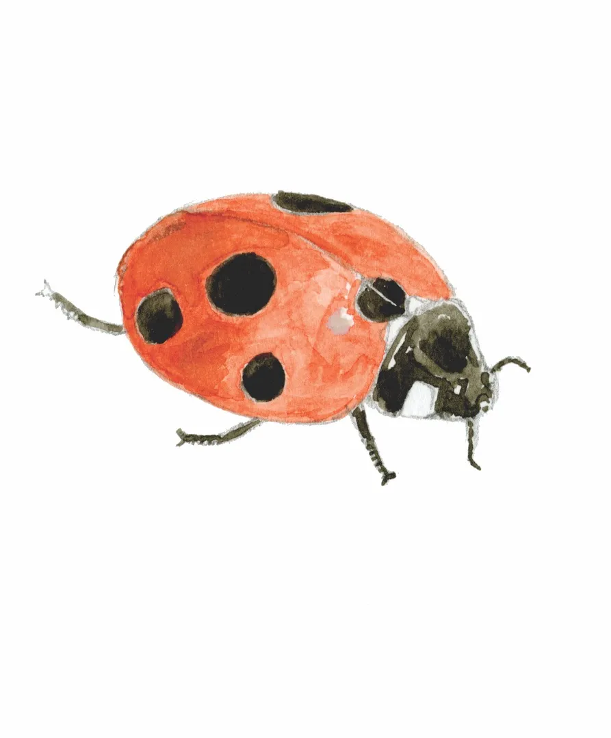 7-spot ladybird illustration. © Emma Mitchell