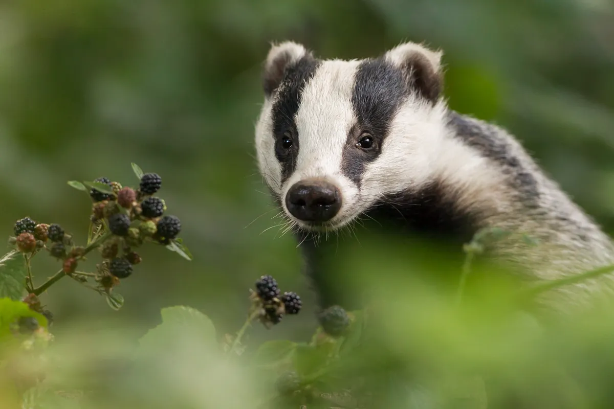 Badger and fruit bush/Credit: Getty Images