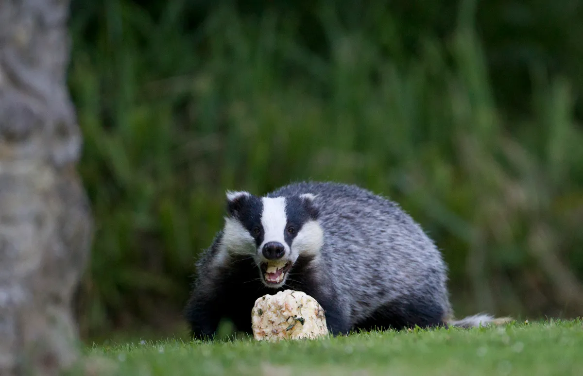 Aggressive badger/Credit: Getty Images