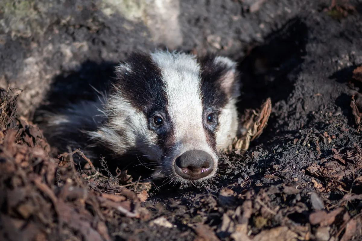 Badger looking out of a sett/Credit: Getty Images