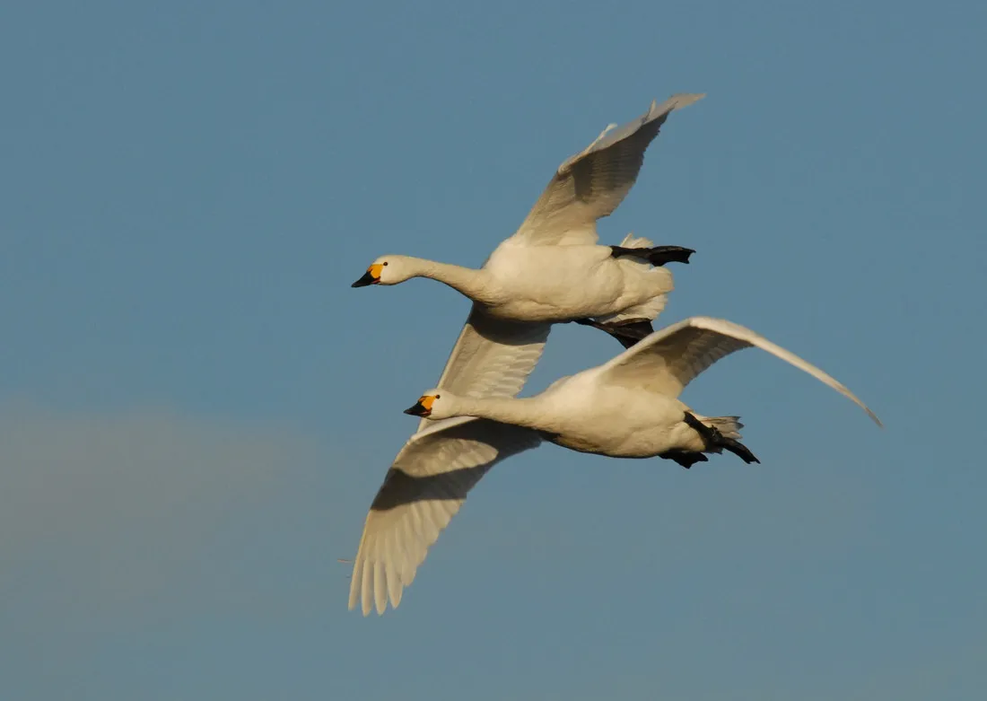 Flying Bewick's swans. © WWT