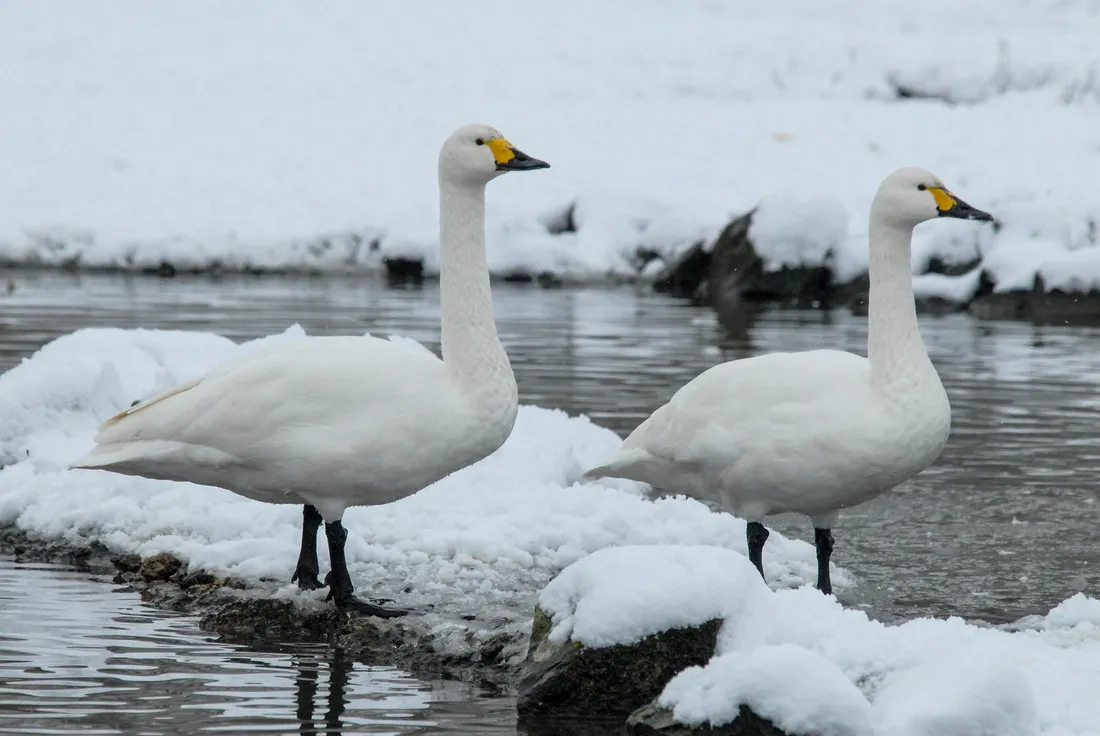 Bewick's swans in the snow at WWT Slimbridge. © WWT