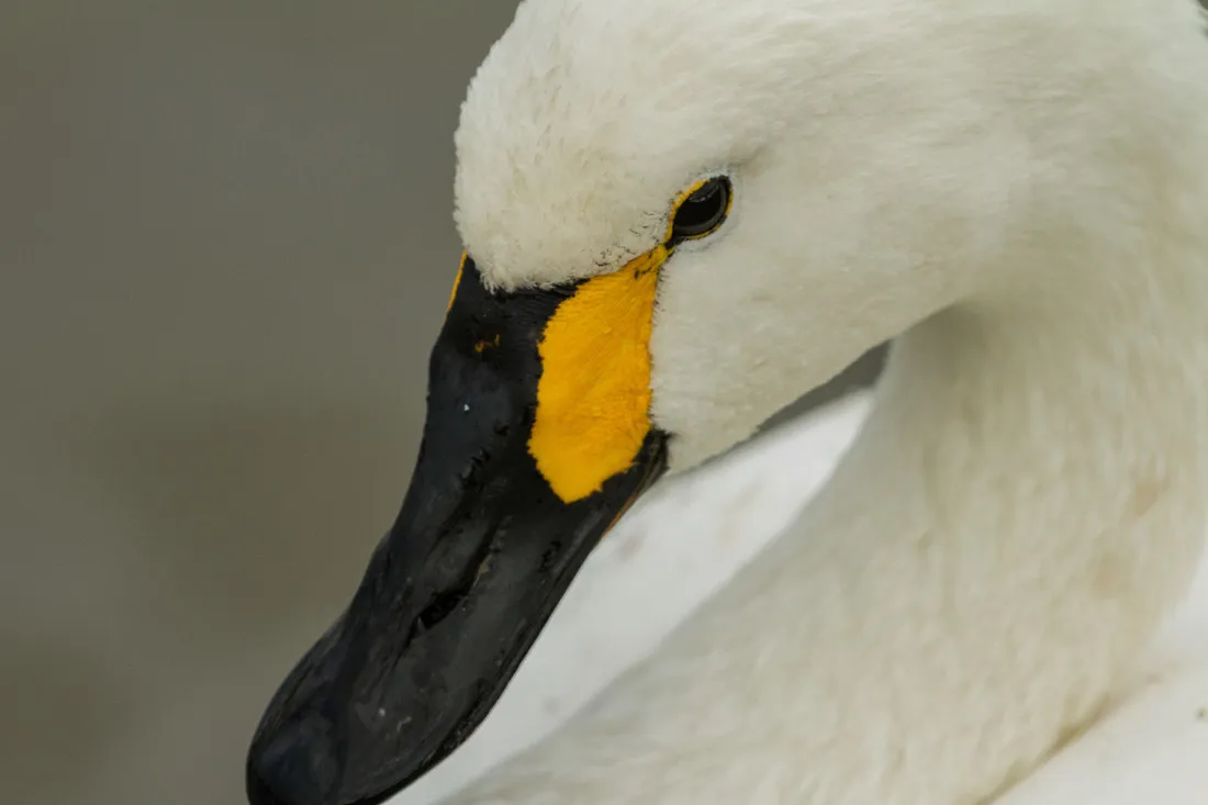 Close-up of a Bewick's swan's bill at WWT Slimbridge. © WWT