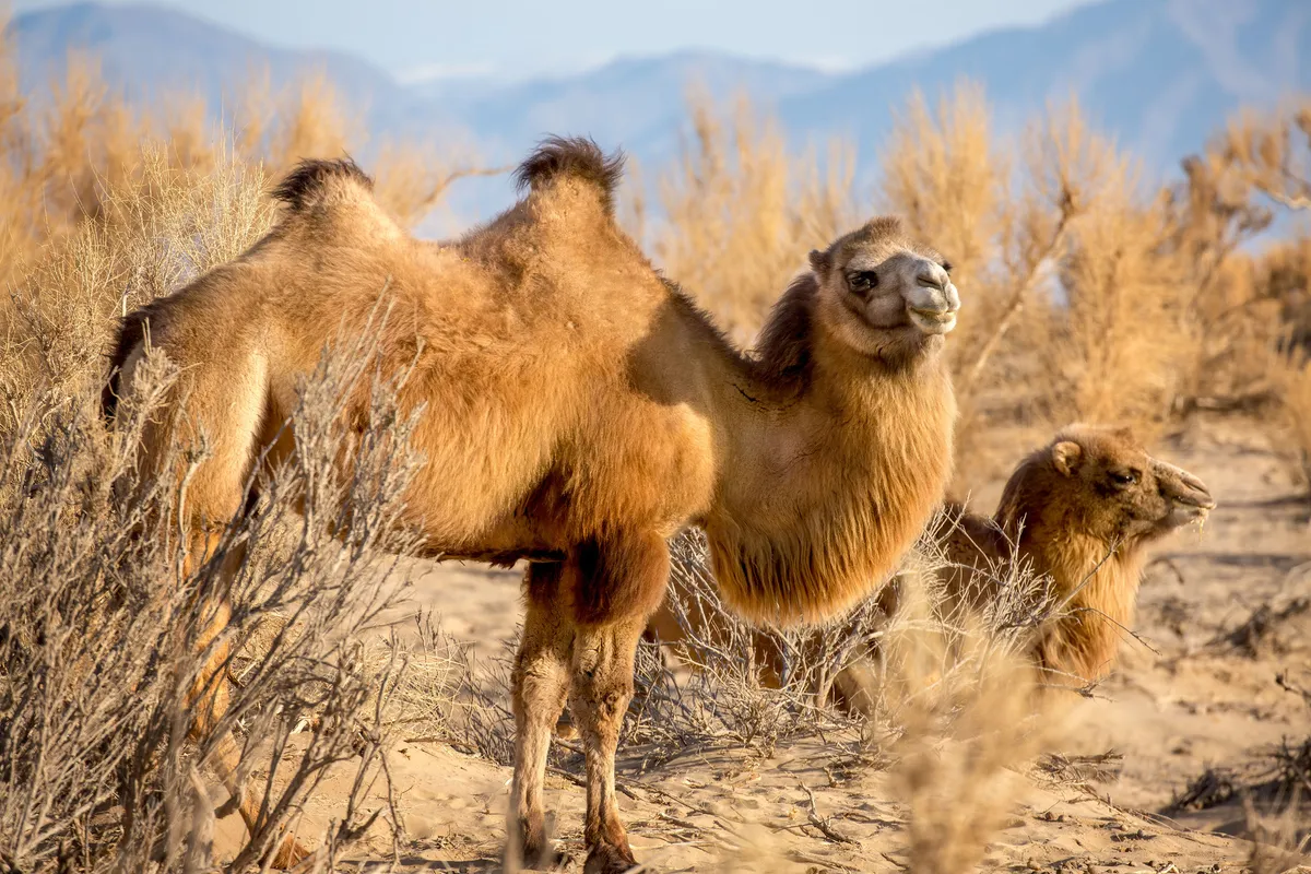 A mother wild Bactrian camel with her young in the Gobi Desert, Mongolia. © Ed Charles/Silverback Films