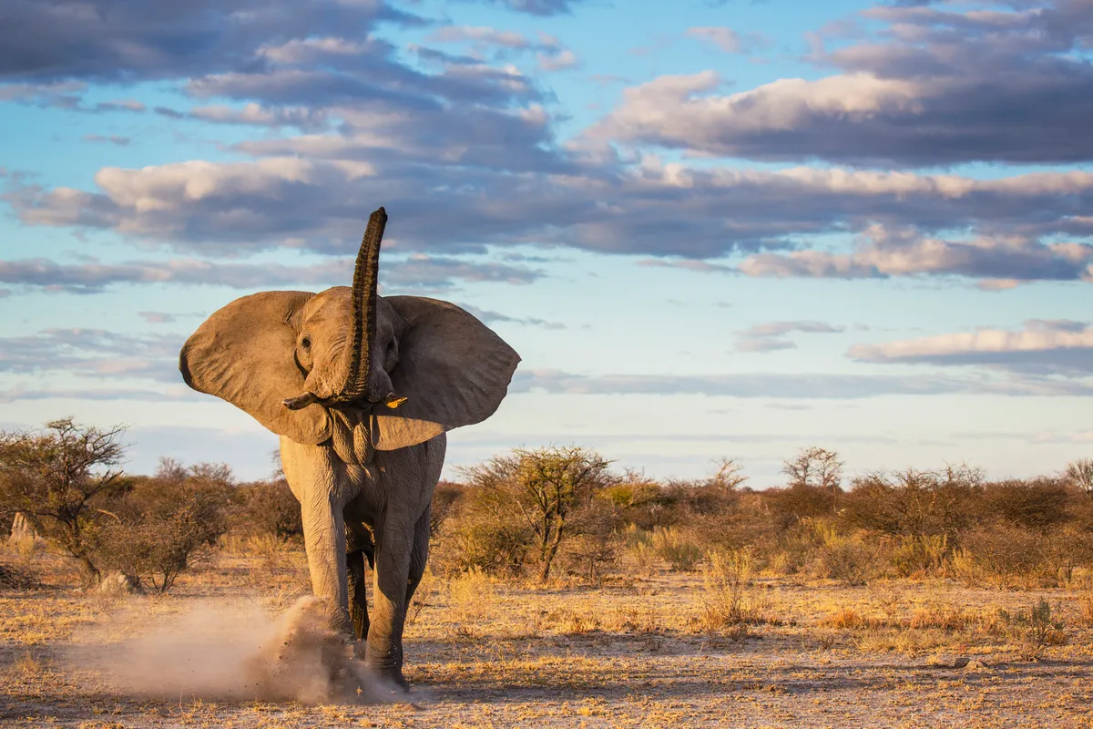 An elephant bull kicking up sand while advancing in a mock charge, Nxai Pan, Botswana. © Jami Tarris/Getty