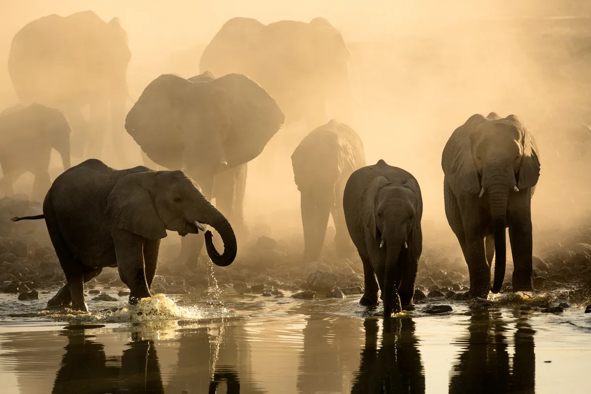 A herd of African elephants come for a drink at dusk. © Shutterstock
