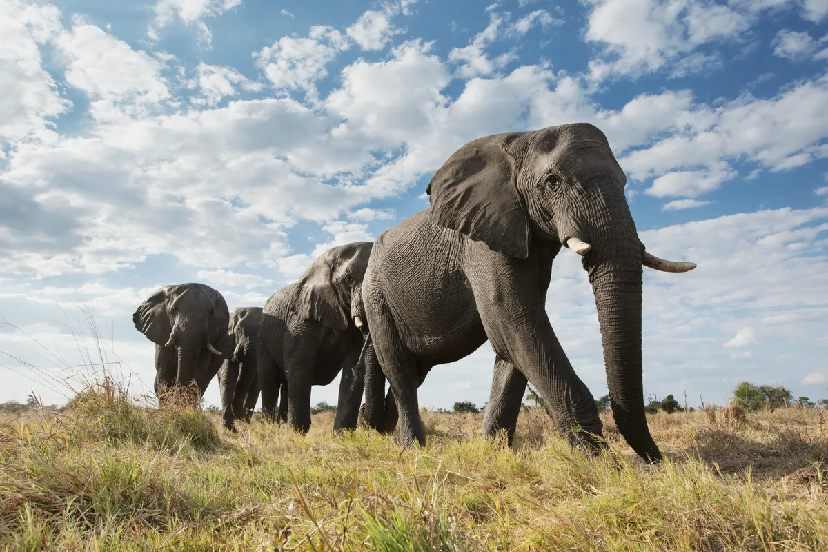 Elephants in Botswana. © Getty