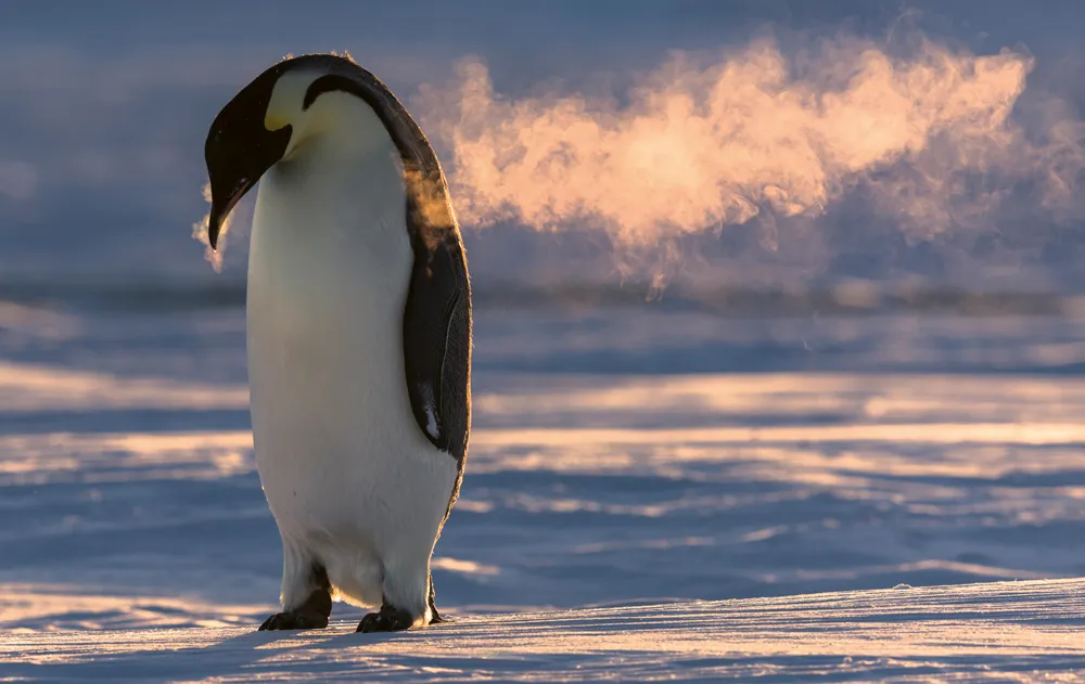 Emperor penguin (Aptenodytes fosteri) standing on ice, its breath condensing in the cold air, Atka Bay, Antarctica. August. © Stefan Christmann