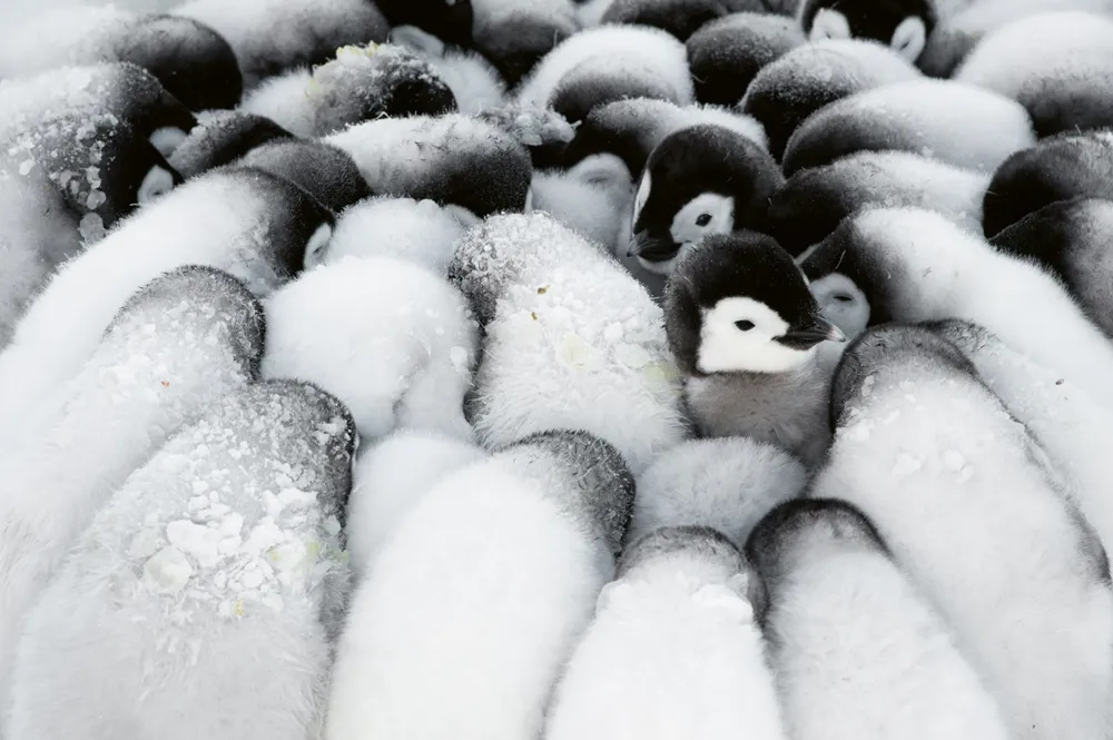 Emperor penguins chicks huddling, Antarctica. Winner of the Portfolio Award, Wildlife Photographer of the Year 2019. © Stefan Christmann