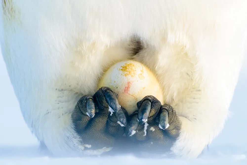 Emperor penguin with recently laid egg incubating on feet. Atka Bay, Antarctica. June. Winner of the Portfolio category of the Wildlife Photographer of the Year Awards 2019. © Stefan Christmann