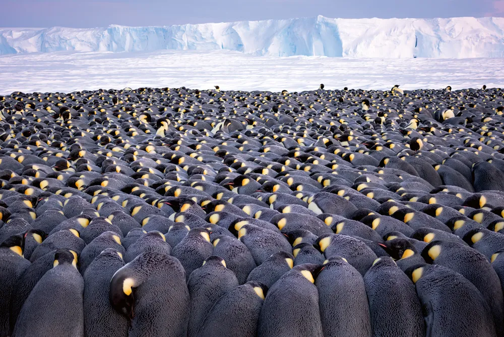 Emperor penguin colony, males huddling whilst incubating eggs. Atka Bay, Antarctica. July. © Stefan Christmann