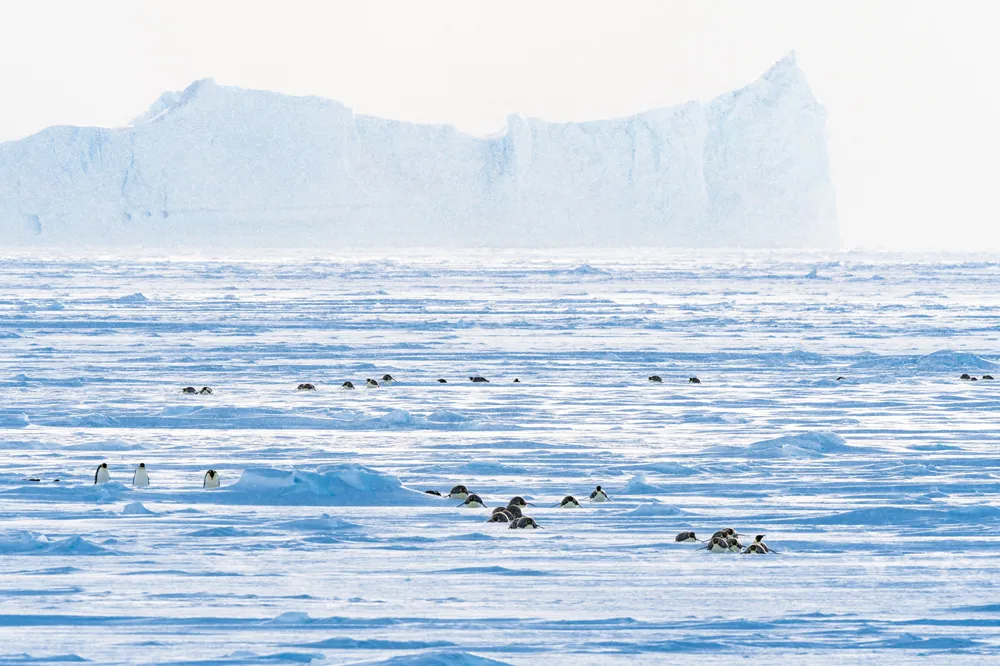 Emperor penguin group returning across sea ice to form breeding colony. Atka Bay, Antarctica. April 2017. © Stefan Christmann
