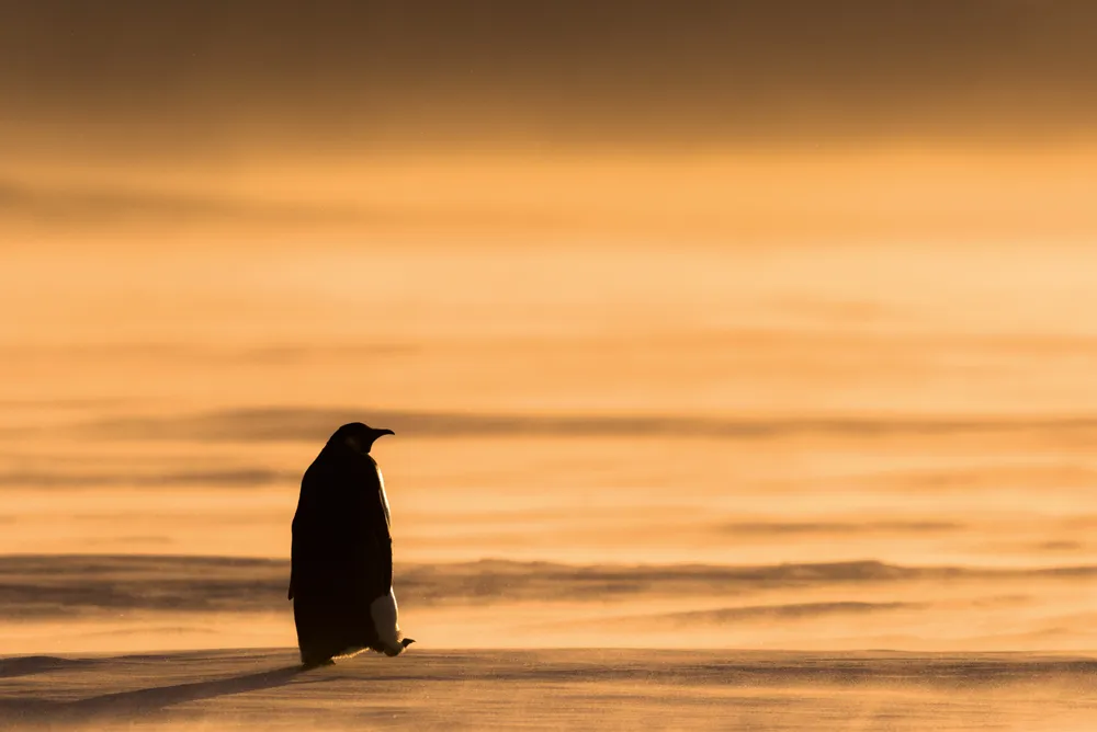 Emperor penguin female walking away from the colony towards the sea, Atka Bay, Antarctica. August. © Stefan Christmann