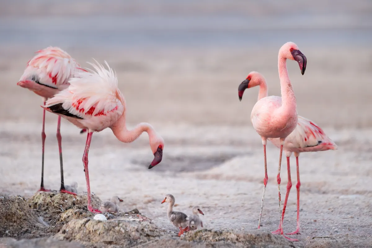 Flamingos with chicks on Lake Natron. © Darren Williams/Silverback Films