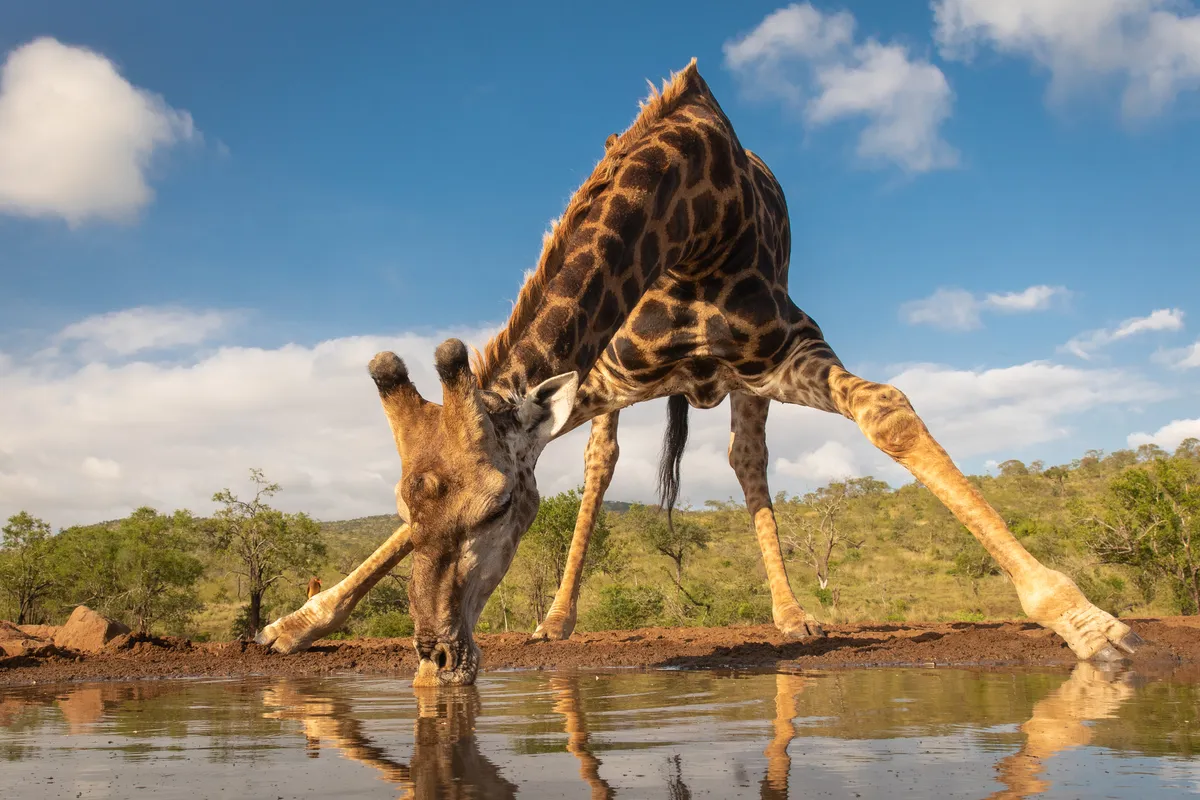 Giraffes must splay their enormous front legs in order to be able to get low enough to drink. © Shutterstock