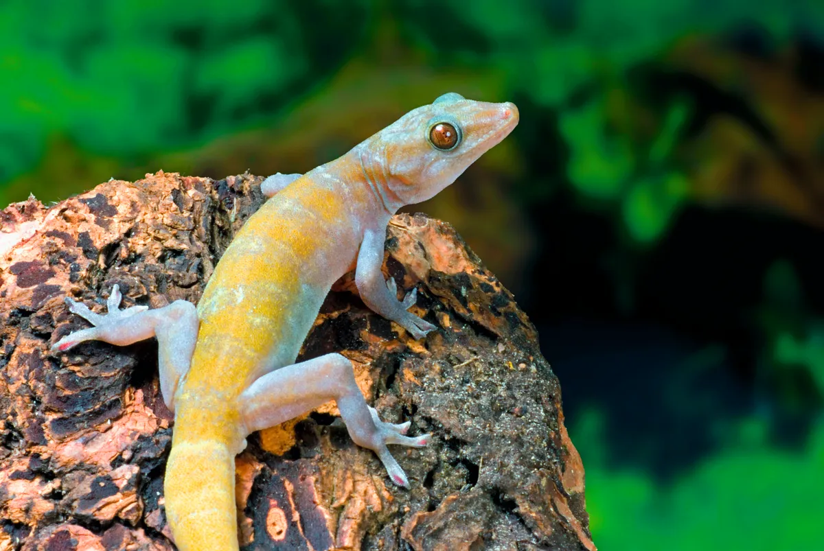 Golden gecko. © F. Teigler/blickwinkel/Alamy