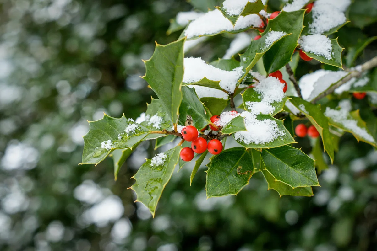 Holly in the snow. © Gregory Adams/Getty