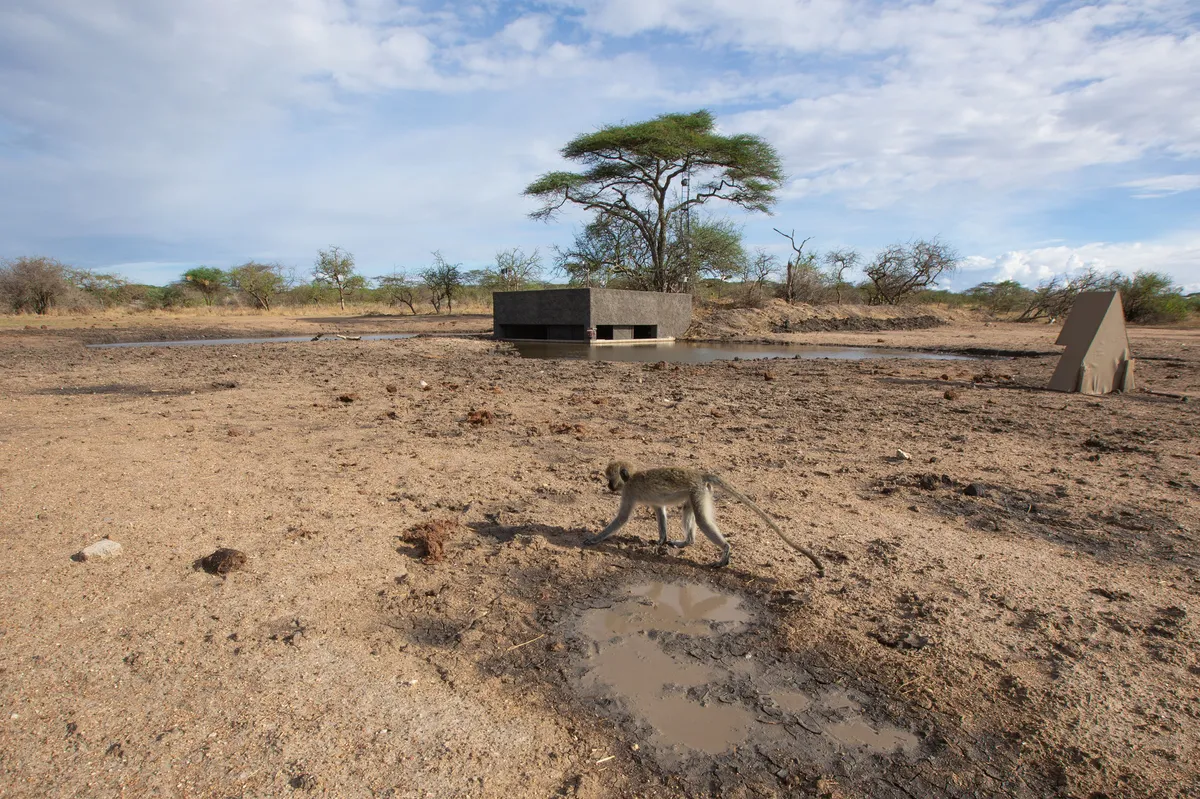 A vervet monkey comes to the Waterhole for a drink in the heat of the day. © Clare Jones/BBC NHU