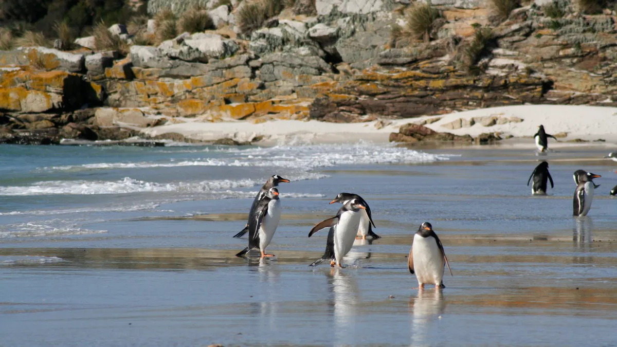 Northern gentoo penguins (P. papua). © Gemma Clucas