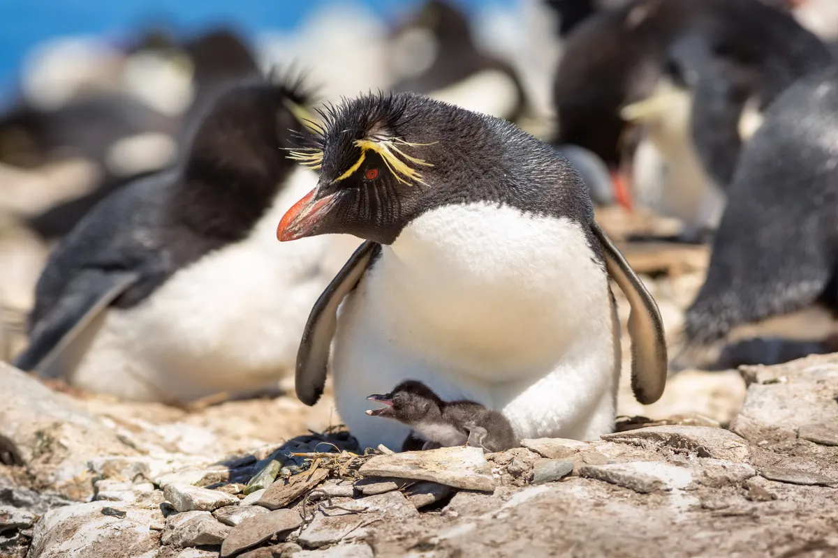 A rockhopper penguin brooding its chick on Sealion Island in the Falkland Islands. © Sarah Walsh/Silverback Films