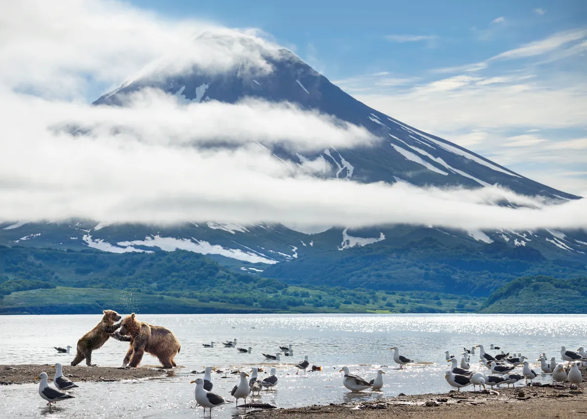 WARNING: Embargoed for publication until 00:00:01 on 06/02/2020 - Programme Name: Perfect Planet - TX: n/a - Episode: n/a (No. n/a) - Picture Shows: For the Volcano episode we filmed the bears of Kamchatka coming to feed on thesalmon runs of Kurile Lake. It is one of the world’s greatest natural feasts, and is provided by thefertilising ash from the volcanic eruptions that formed and feed the lake. Here a bear cub takes a breakfrom the feast to play with her mother at the foot of one of the great active volcanoes that tower overthe lake, while the salmon gather around them to spawn, and Slaty-backed gulls pour in to join thebuffet. - (C) Photography Toby Nowlan copyright Silverback Films - Photographer: Toby Nowlan