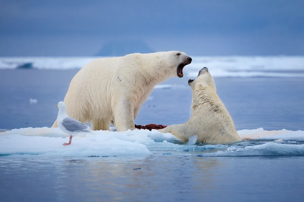 Two polar bears fight over a seal carcass in the Svalbard Archipelago. © Chase Dekker Wild-Life Images/Getty