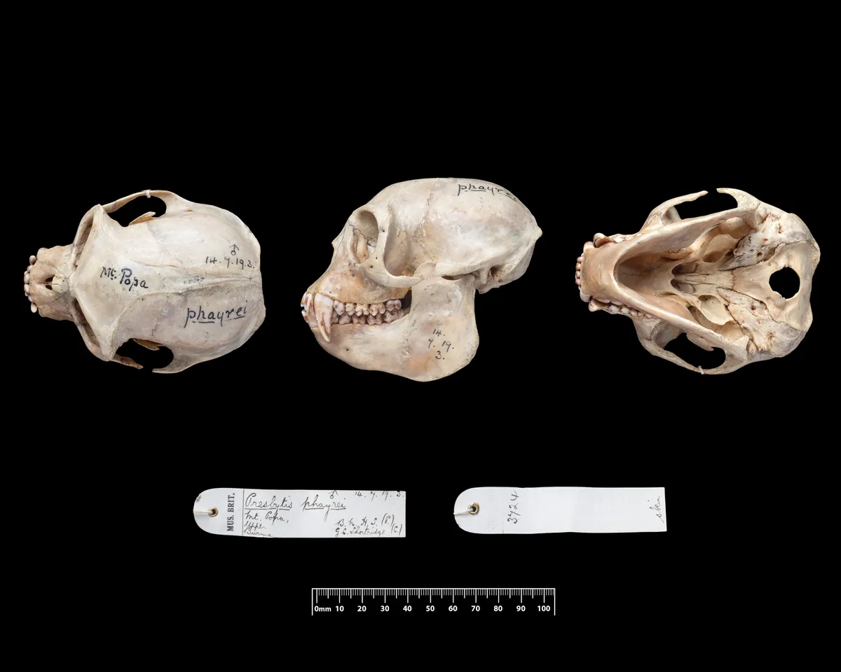 A Popa langur skull. © Trustees of The Natural History Museum