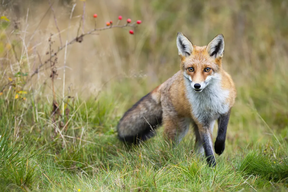 Front view of a red fox with orange fur walking closer on grassland.