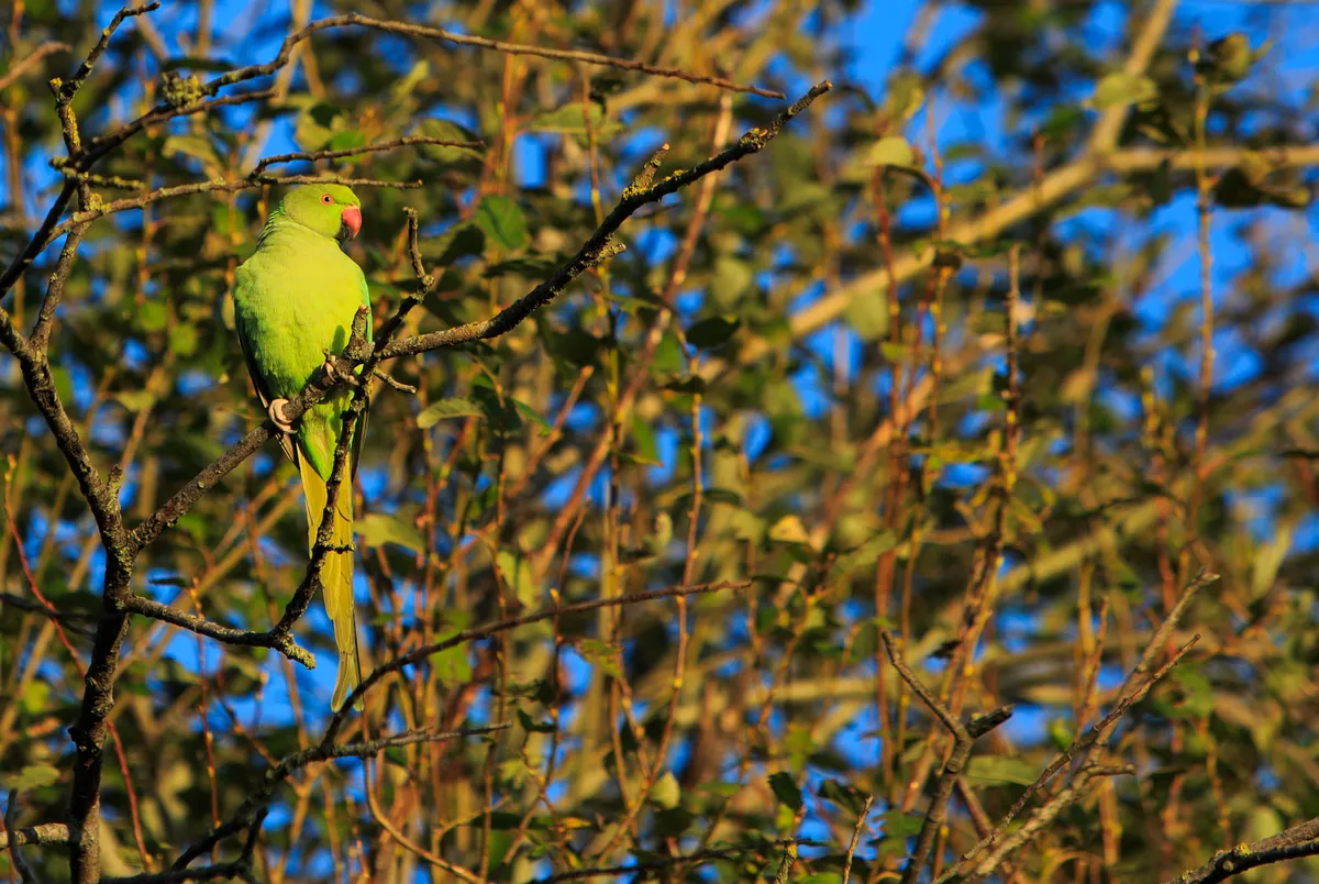 A ring-necked parakeet, lit by golden sunlight perching in a tree with a natural bright blue sky