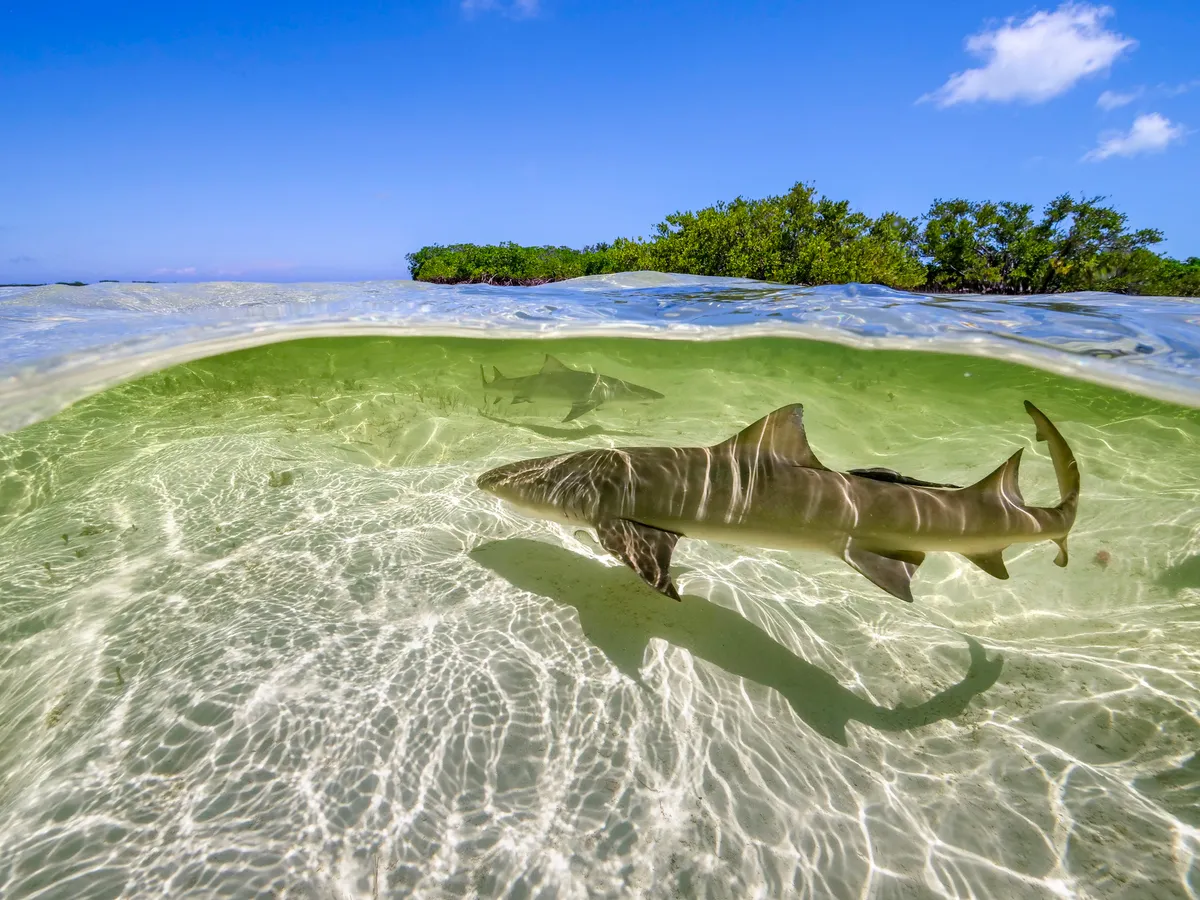 Lemon sharks swim in the shallow waters by the mangrove forests of Bimini, Bahamas. © Ed Charles/Silverback Films