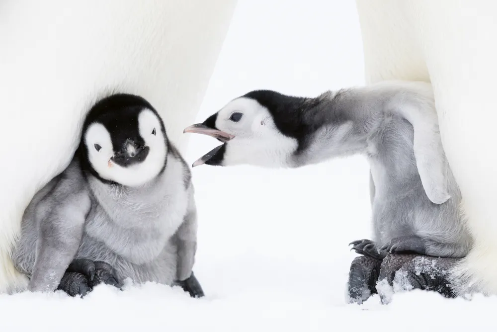 Two emperor penguin chicks aged six to eight weeks brooding on parents' feet, one vocalising. Atka Bay, Antarctica. September. © Stefan Christmann