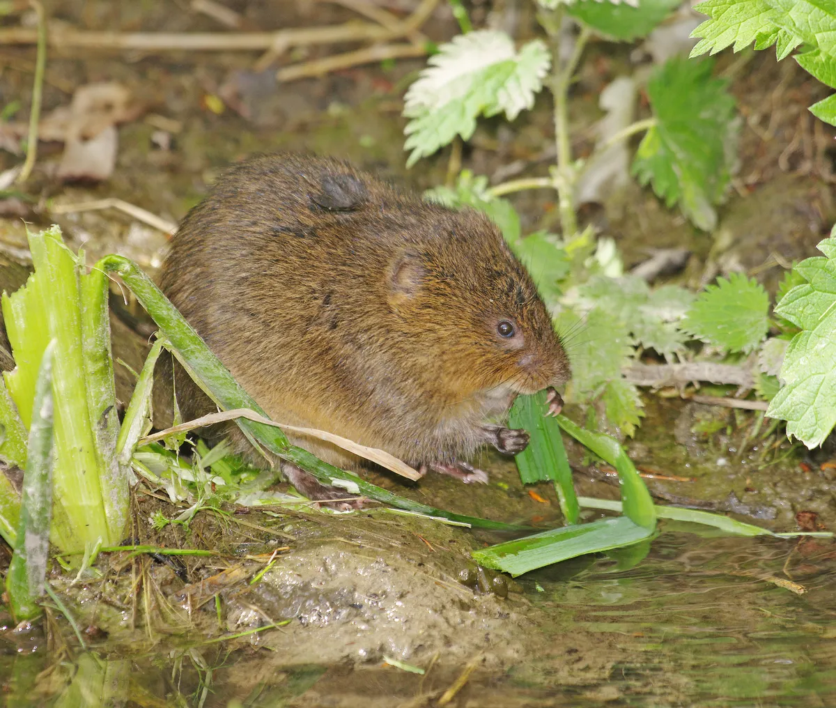 A water vole feeding on the edge of a stream in Swindon, Wiltshire, England, UK. © Gary Chalker/Getty