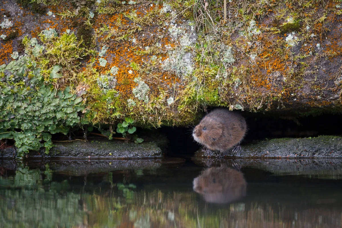 Water vole by the edge of a canal in Derbyshire, England, UK. © Kevin Sawford/Getty