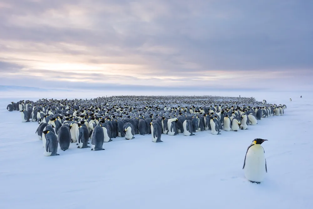 Emperor penguin standing in front of huddling breeding colony. Atka Bay, Antarctica. August 2017. © Stefan Christmann
