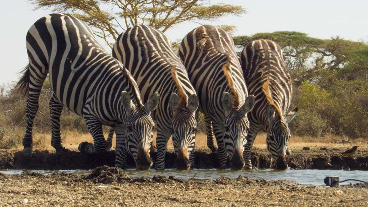 Zebras drink from a waterhole. © Clare Jones/BBC NHU