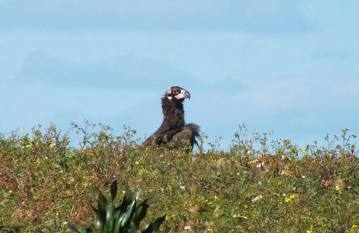 A young black vulture in amongst the wild flowers of the Extremaduran plain. © Ian Parsons