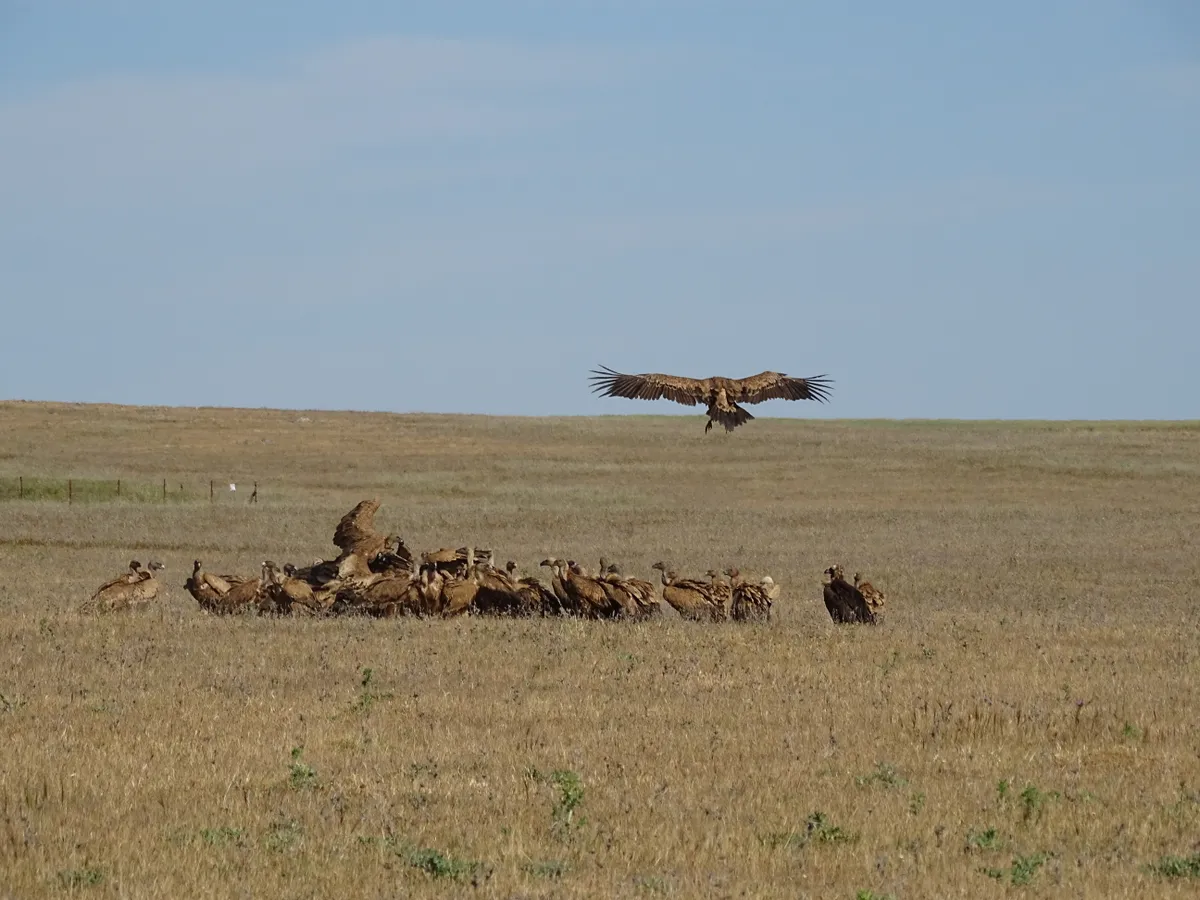 A griffon vulture arriving late at a sheep carcass on the wide open plains. © Ian Parsons