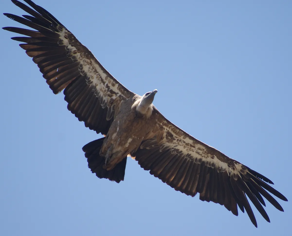 Griffon vultures have a wingspan of around 2.70m. © Ian Parsons