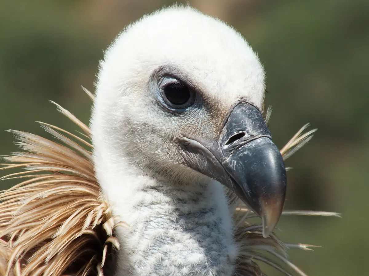 A juvenile griffon vulture showing the dark grey bill and brown ruff that distinguish it from an adult. © Ian Parsons