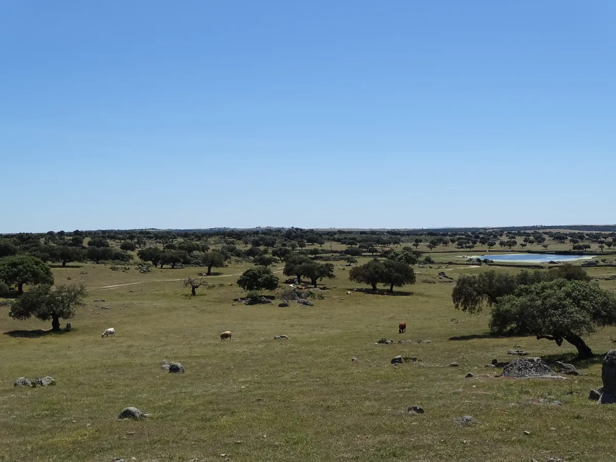 Dehesa is a common land use in Extremadura, a mixture of Evergreen oaks and pasture. © Ian Parsons