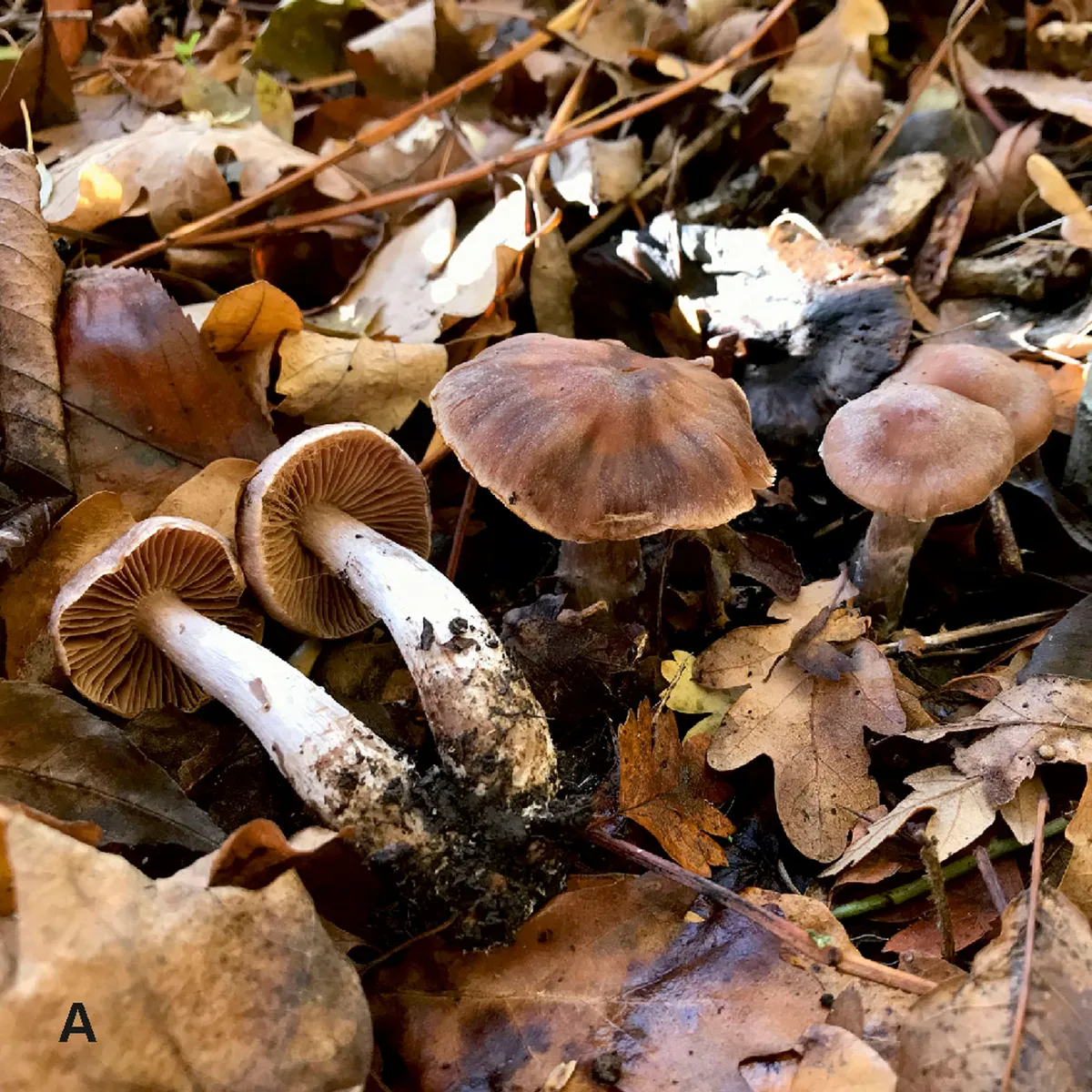 Cortinarius heatherae was one of six new species of toadstool mushroom discover in the UK. Mycologist Andy overall came across it near Heathrow airport. © Andy Overall