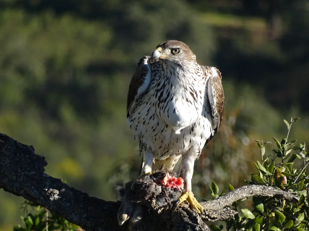 A Bonelli’s eagle is one of five eagle species that share the skies of the vulture landscape. © Ian Parsons