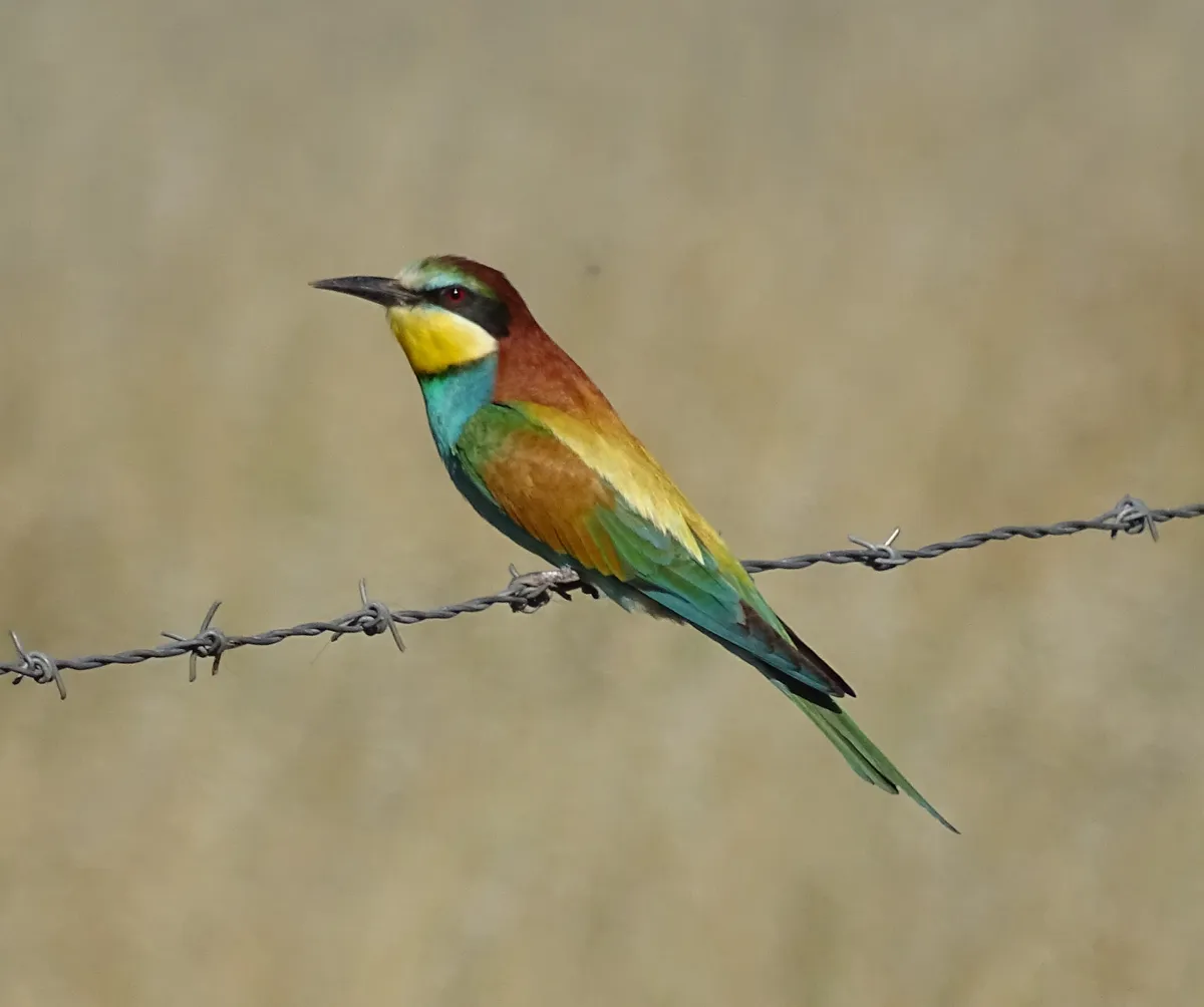 A bee-eater, a common spring and summer bird in Extremadura and a real feast for the eyes! © Ian Parsons